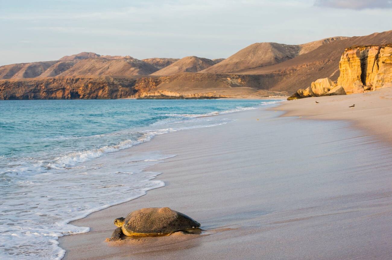 Oman, Ras-al Jinz, National Reserve and scientific center of marine turtles observation, egg nesting- Top 10 Tourist Attractions in Oman