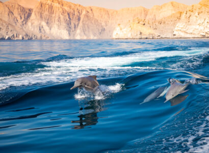 8 Best Things to Do in Khasab with Family