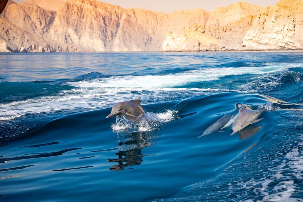 Indo-Pacific bottlenose dolphins jumping and swimming beside an Omani wooden dhow in Khasab Musandam